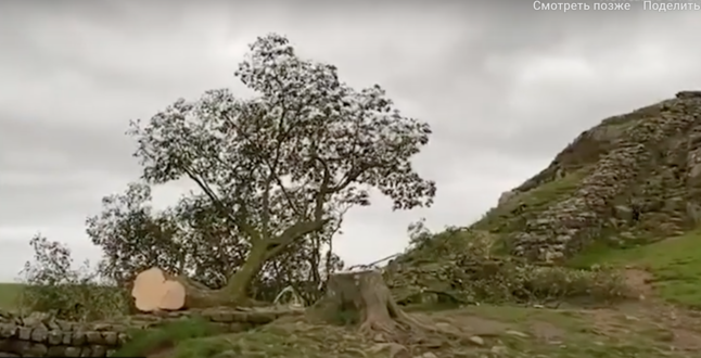 В Великобритании неизвестные срубили «дерево Робин Гуда»